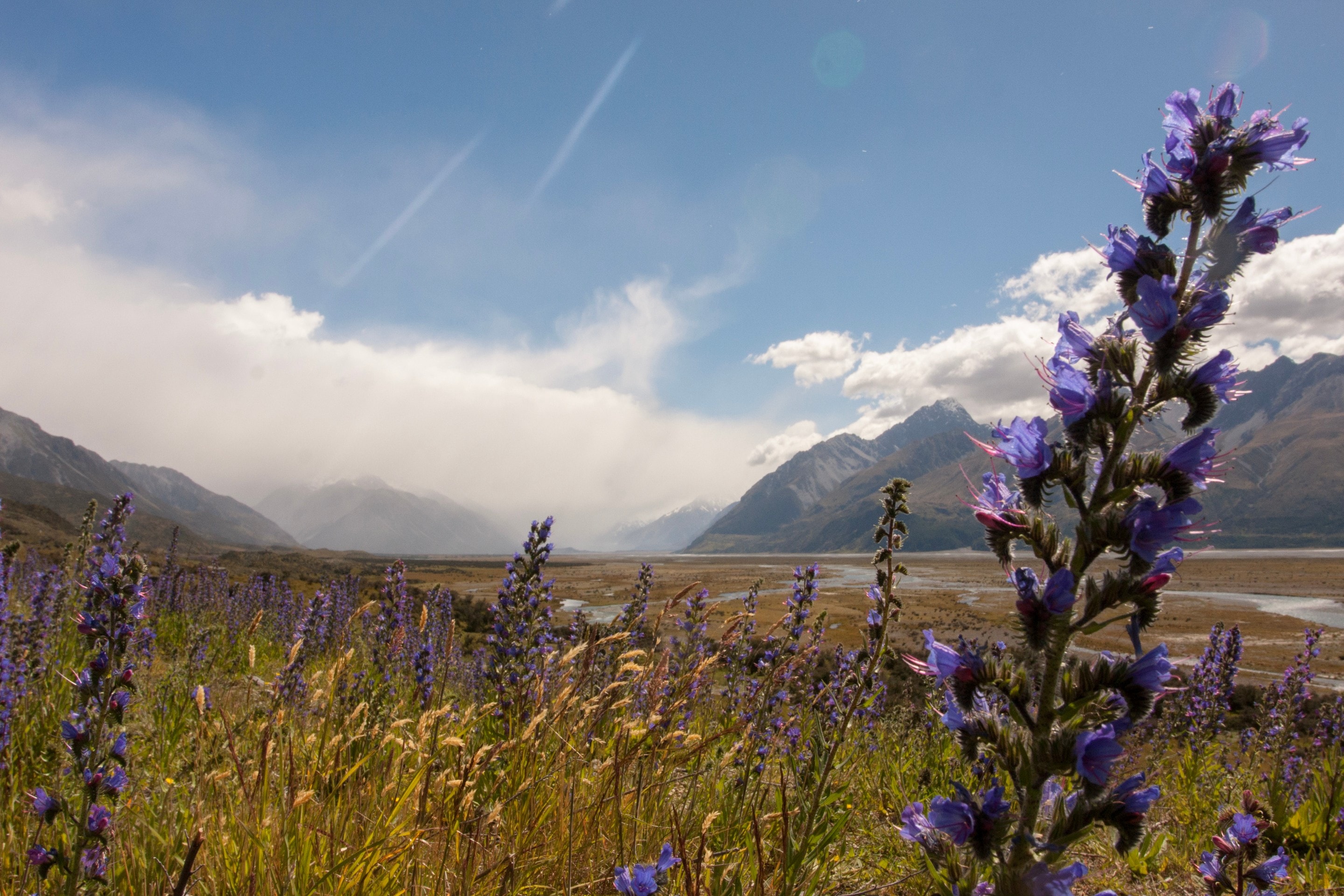 A landscape scene of the Southern Alps and Mount Aoraki, Mt Cook. In the foreground is an array of wildflowers — South Island, New Zealand