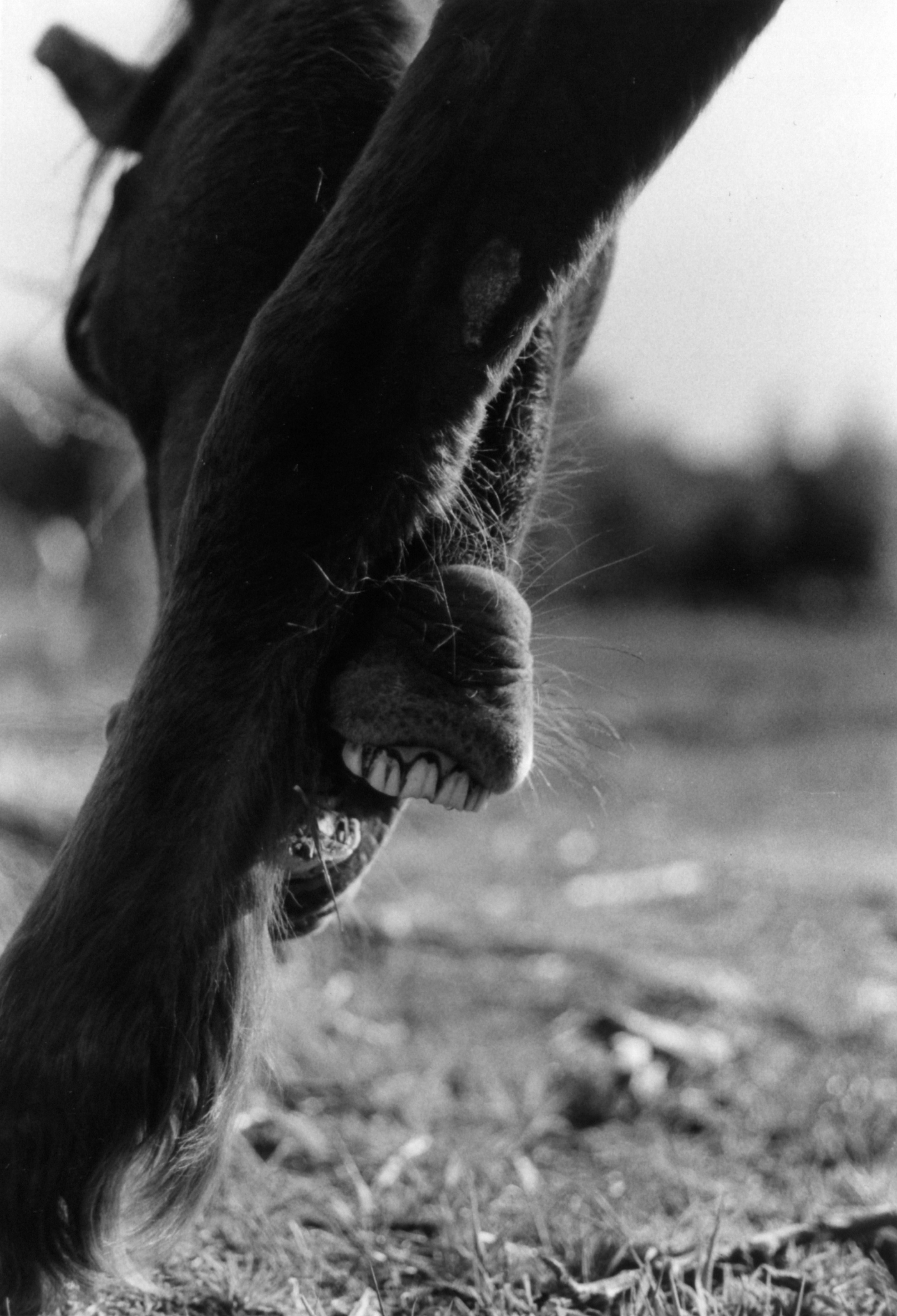 35mm film photograph of a horse biting its leg — Stanpit March, Christchurch, Dorset, United Kingdom