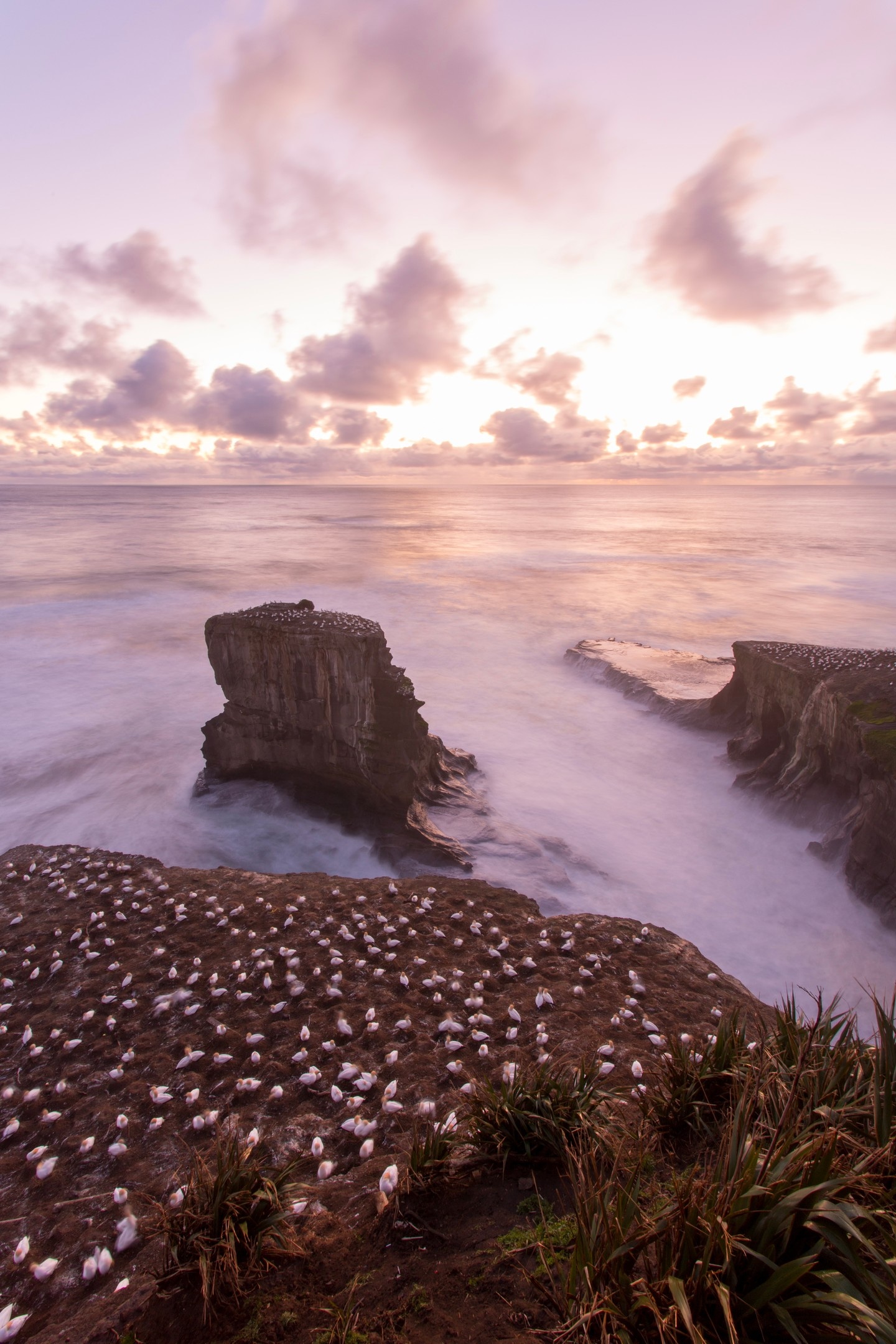 The gannet colony at Muriwai during a rare lilac coloured sunset — Auckland, North Island, New Zealand