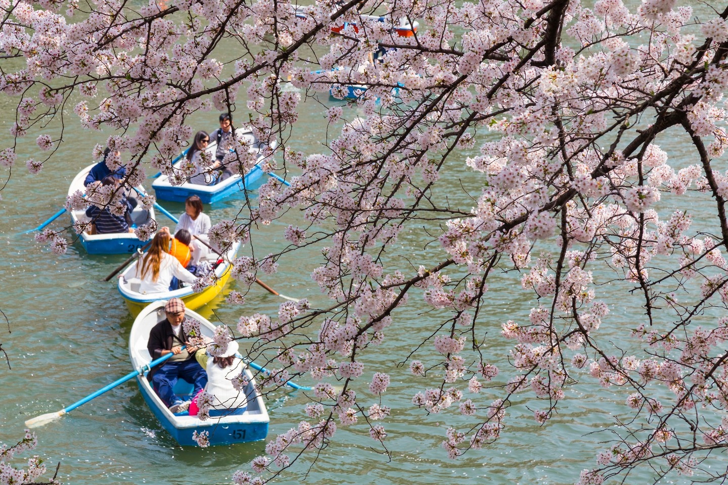 A few tourist row boats seen through draping branches of blossoming sakura trees at Chidorigafuchi (Imperial Moat) — Tokyo, Japan