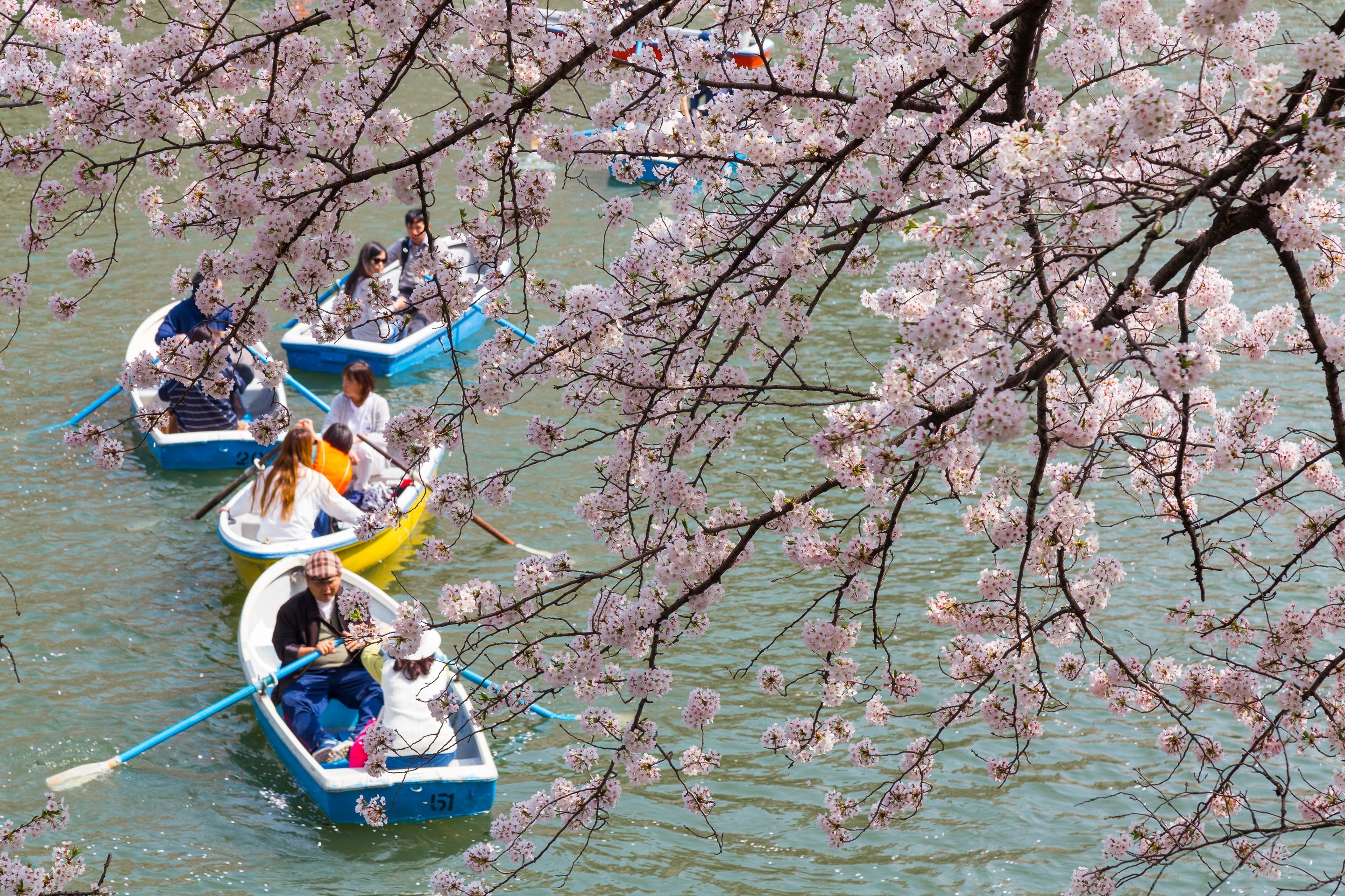 A few tourist row boats seen through draping branches of blossoming sakura trees at Chidorigafuchi (Imperial Moat) — Tokyo, Japan