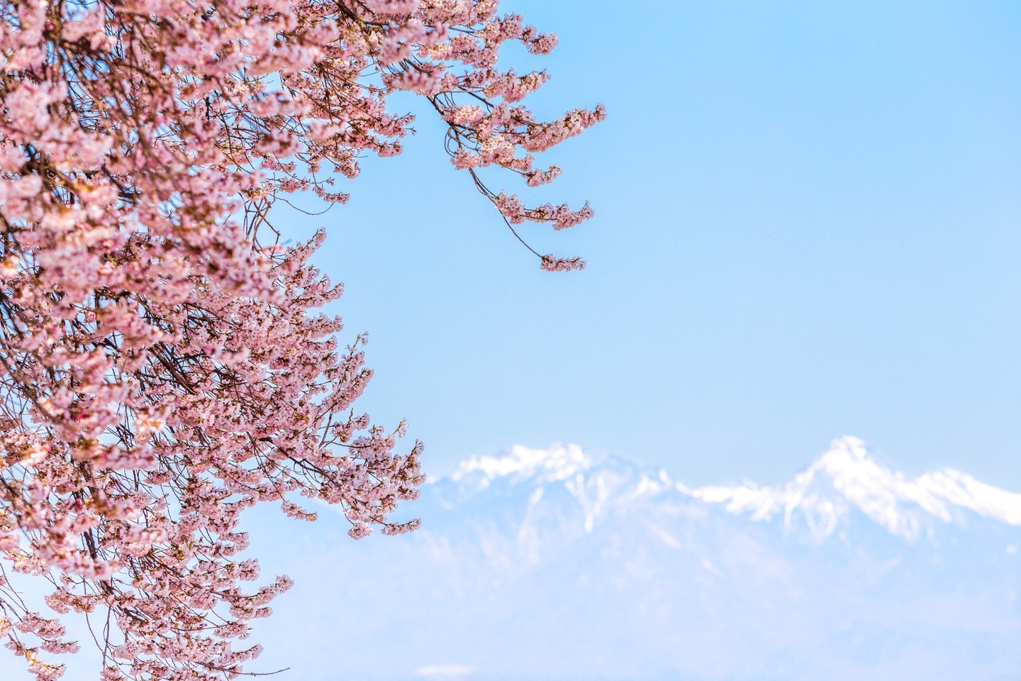 Vibrant bright pinks from a blossuming sakura (cherry) tree hang prominantly within the foreground of this landscape scene. In the background blurred snow-capped mountains bathed in soft blue colours create a beautiful colour contrast — Wanizuka, Yamanashi Prefecture, Japan