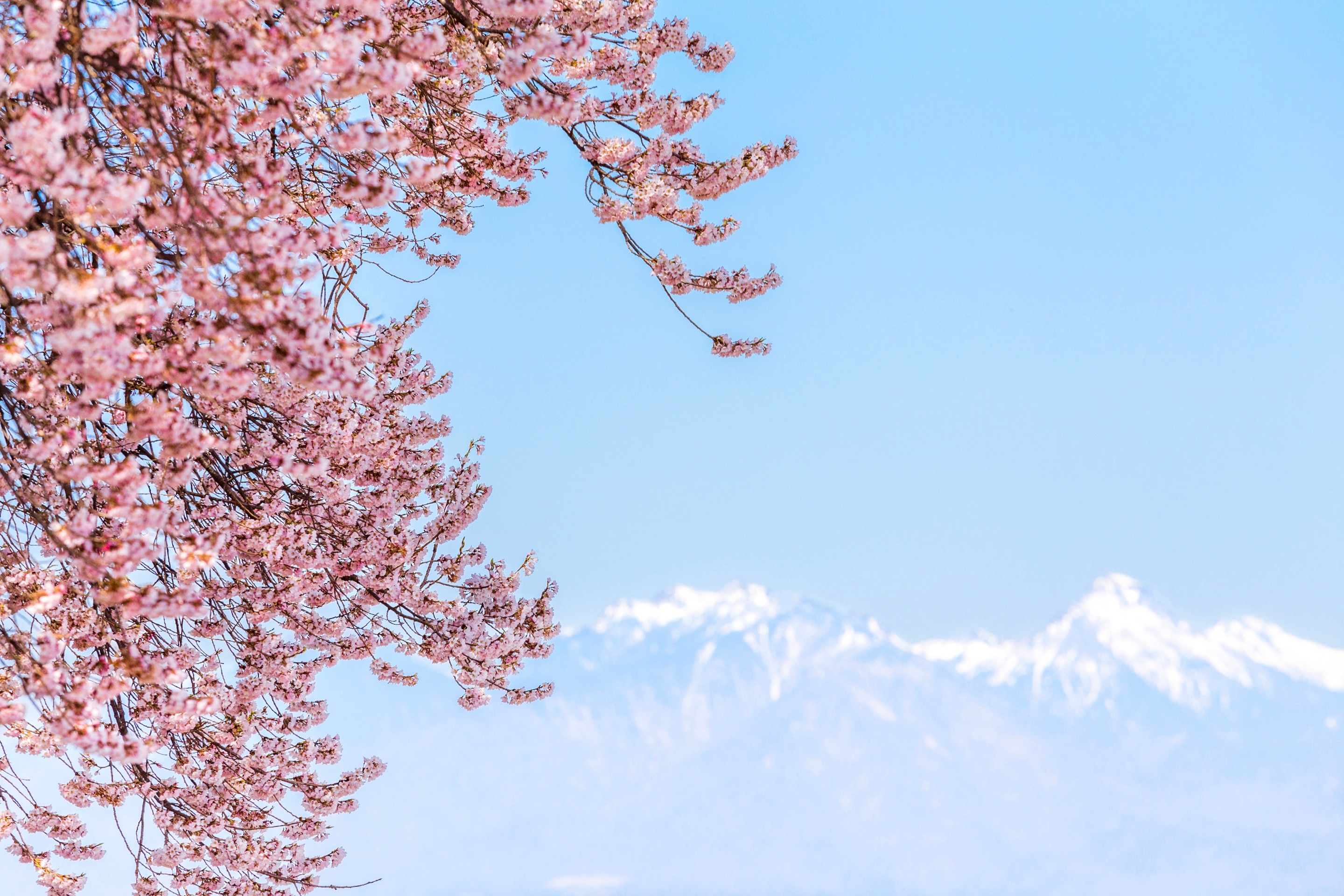 Vibrant bright pinks from a blossuming sakura (cherry) tree hang prominantly within the foreground of this landscape scene. In the background blurred snow-capped mountains bathed in soft blue colours create a beautiful colour contrast — Wanizuka, Yamanashi Prefecture, Japan