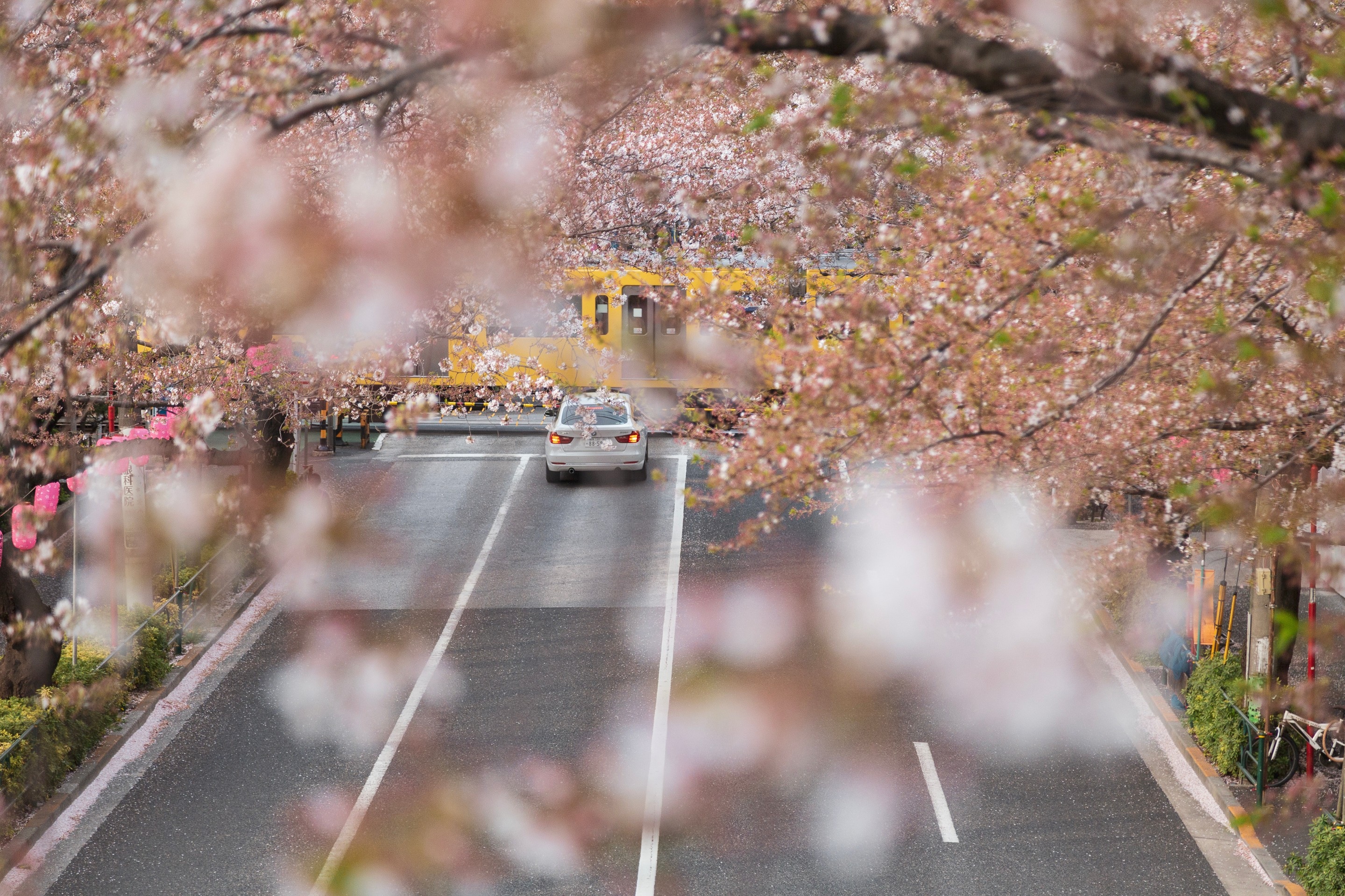 Tokyo train behind sakura