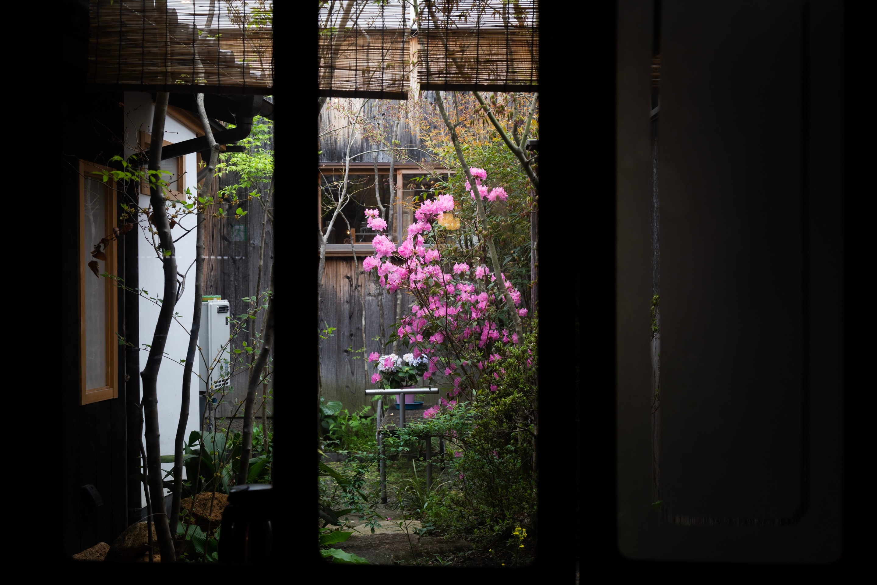 A bright pink blossoming magnolia tree can be seen through the dark interior windows out to a small courtyard garden  — Kurashiki Town, Okayama Prefecture, Japan