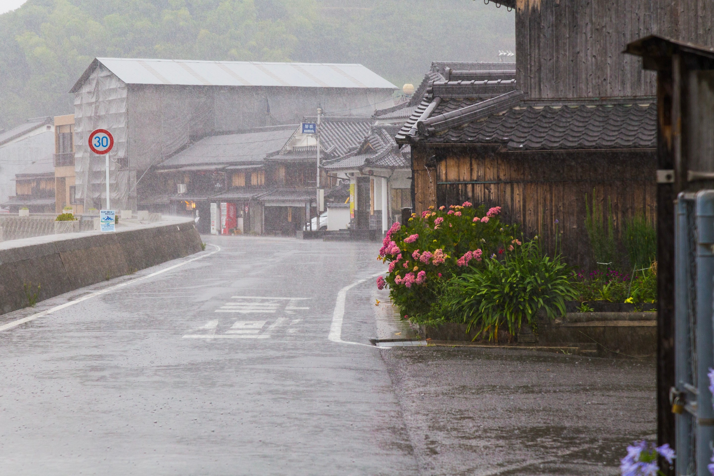 A bush of pink flowers illuminate a costal street in drizzly conditions — Mitarai village, Osaki Shimojima Island, Geiyo Region.