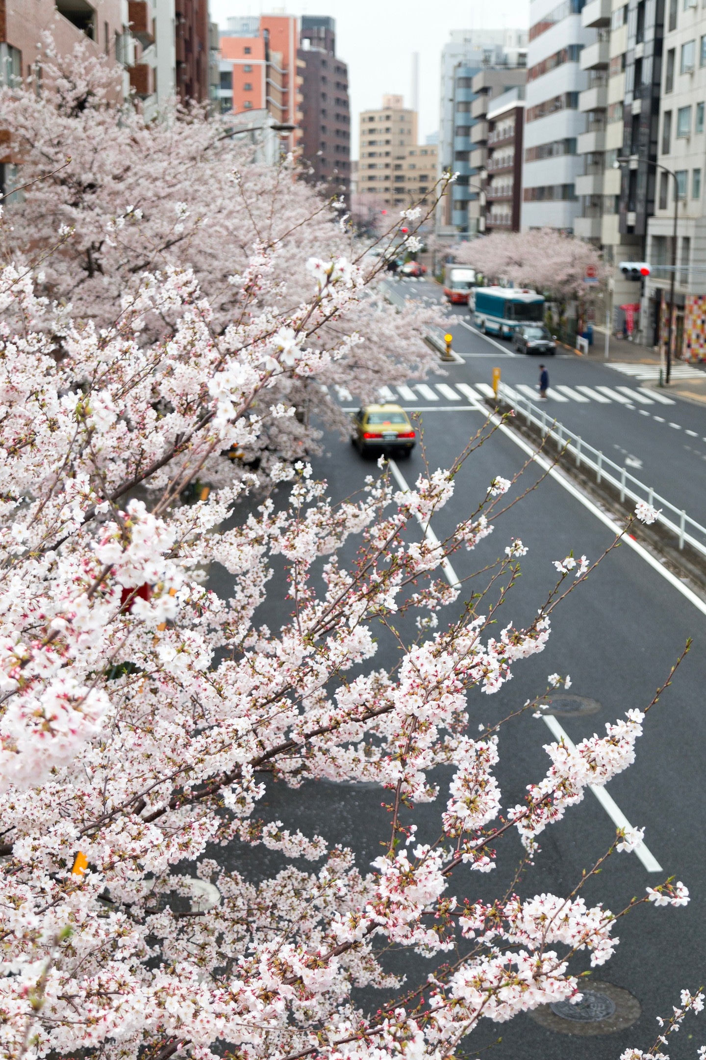 A fully blossoming sakura tree drapes over a road in Ebisu. A taxi can be seen drving into the distance. Tokyo, Japan.