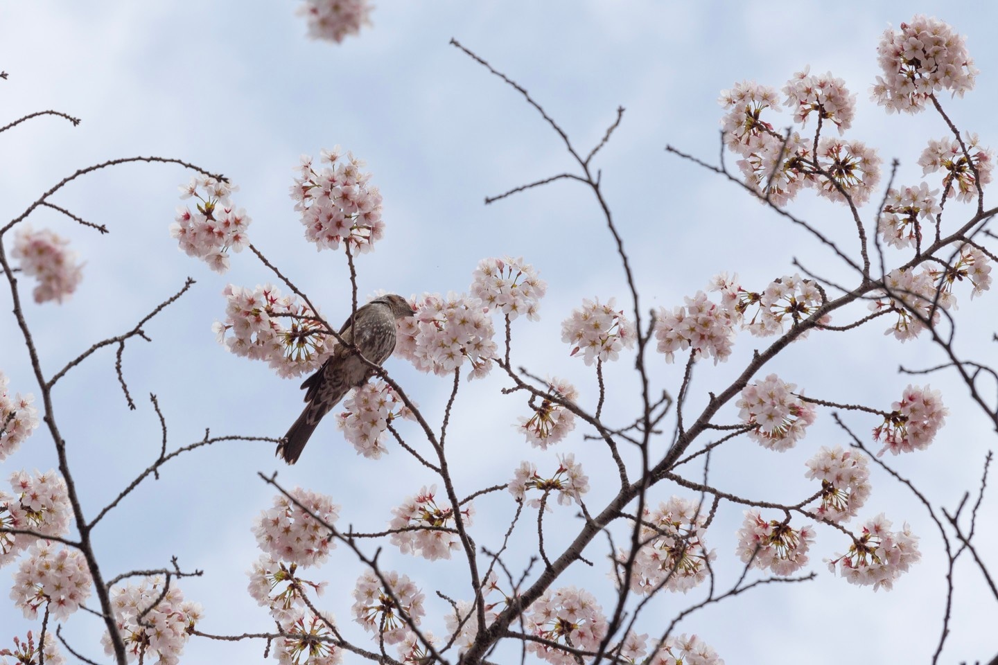 A bird drinks the nectar from sakura flowers, with a tranquil blue sky in the background at Zōjō-ji Buddist temple in Tokyo, Japan