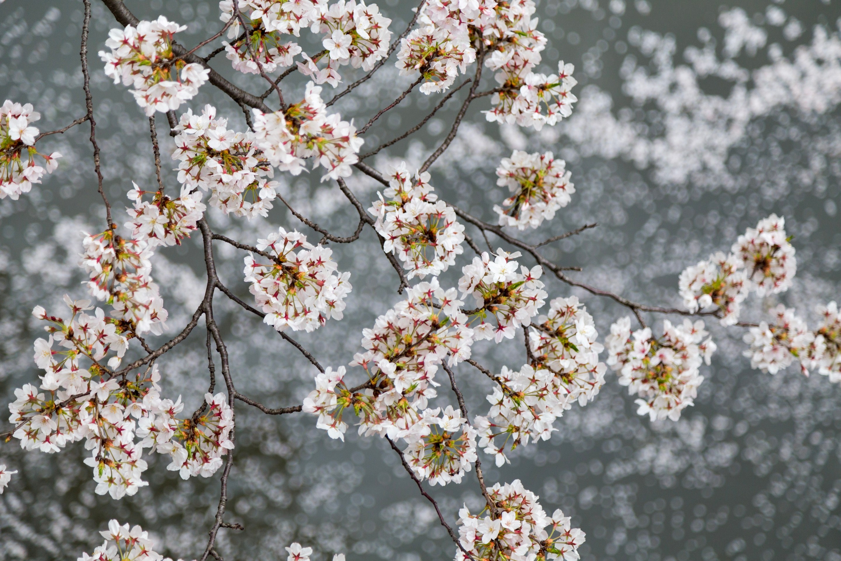 A cherry tree branch in the foreground full or blossoming sarkura, in the background fallen petals float on the waters of the Meguro River — Meguro, Tokyo, Japan