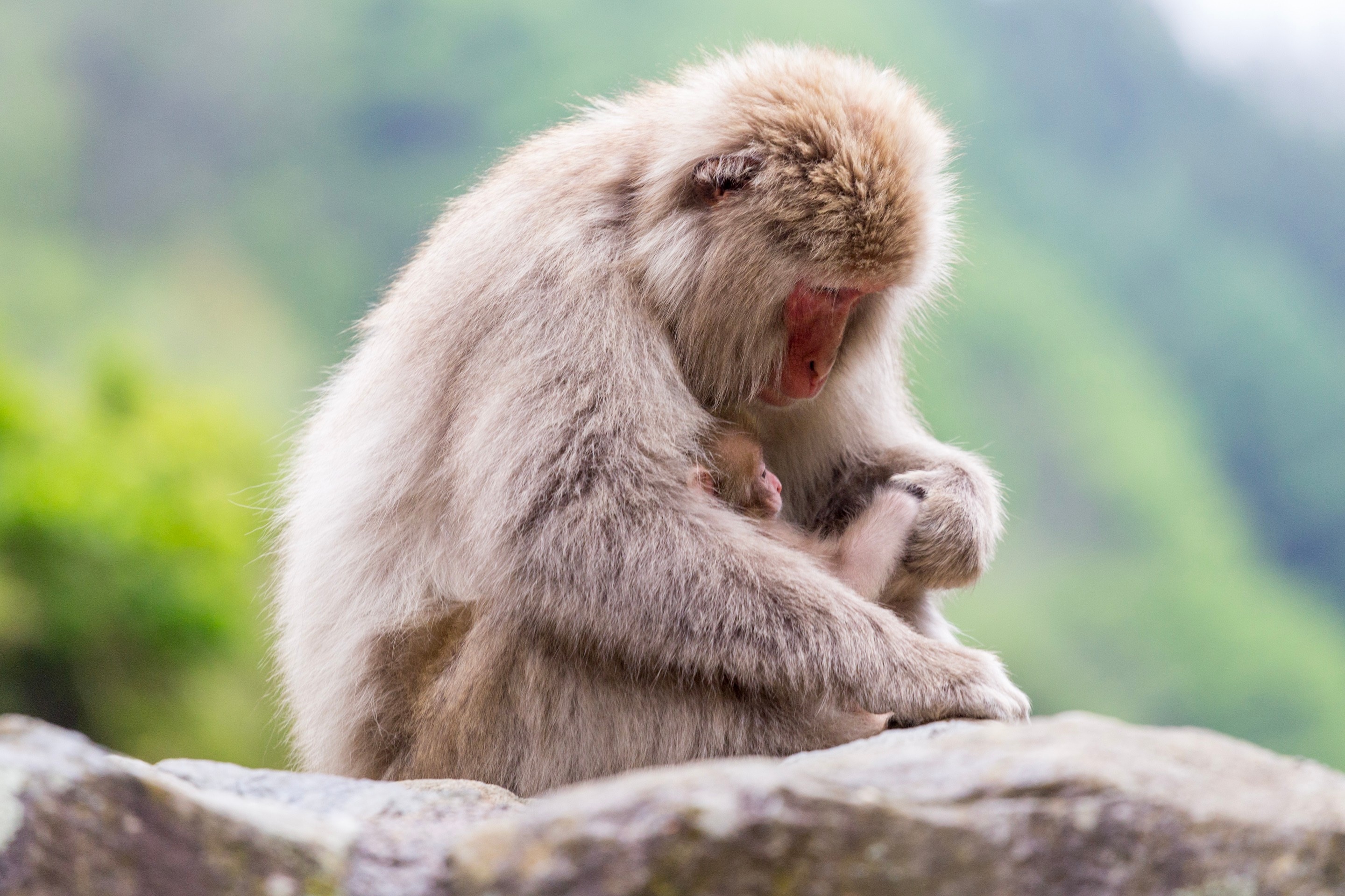 A Japanese macaque mother hugs and holds its baby's hand whilst sitting on the rocks beside a natural hot spring — Yamanouchi, Nagano Prefecture, Japan