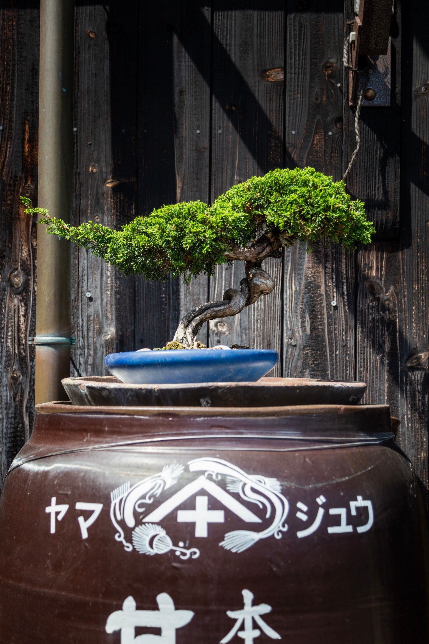 A pine bonzai sits in a blue bowl atop a huge ceramic pot, behind is a wall of yakisugi — Yanai, Yamaguchi Prefecture, Japan