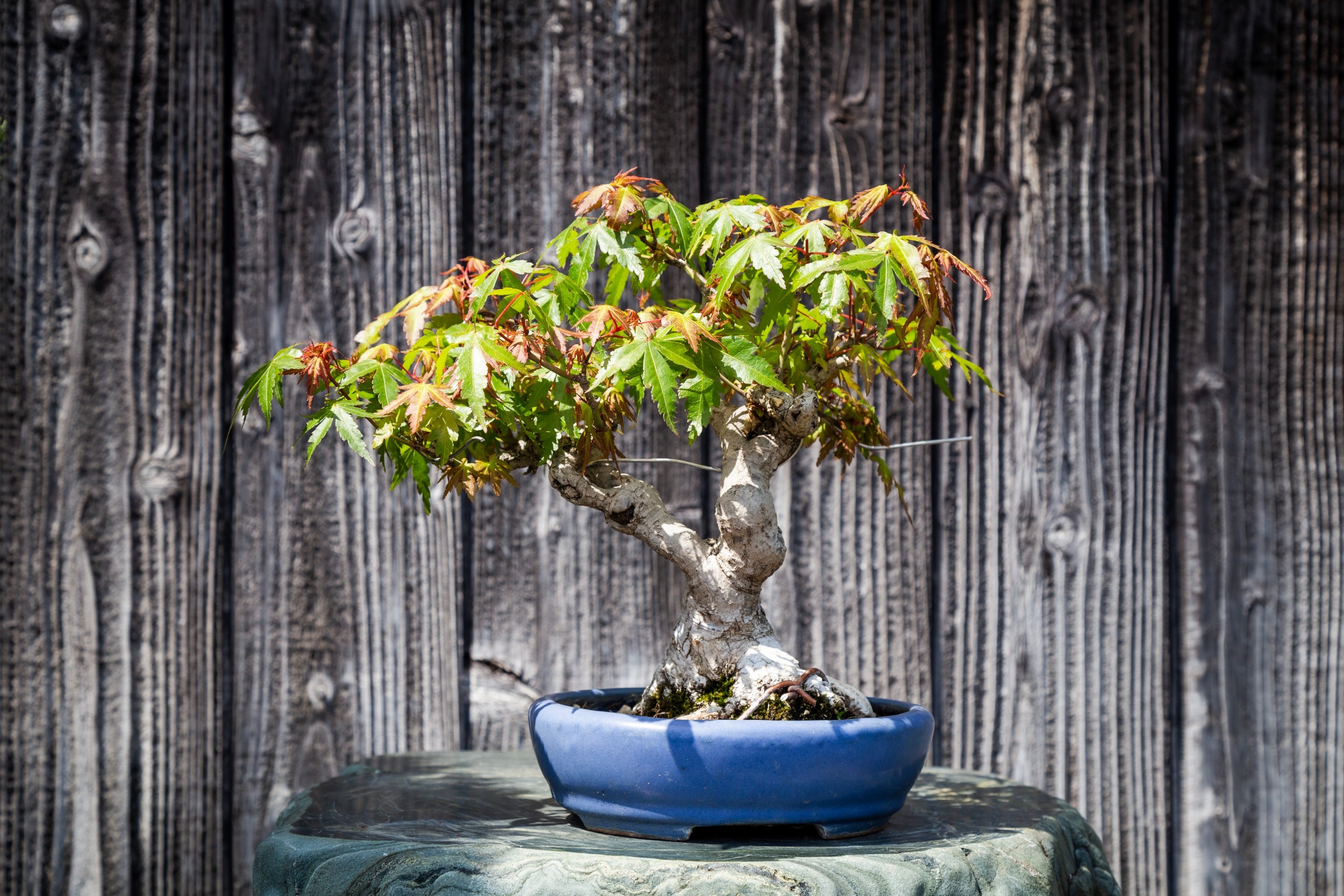 A maple bonsai sits in a blue bowl atop a huge ceramic pot, behind is a wall of yakisugi — Yanai, Yamaguchi Prefecture, Japan