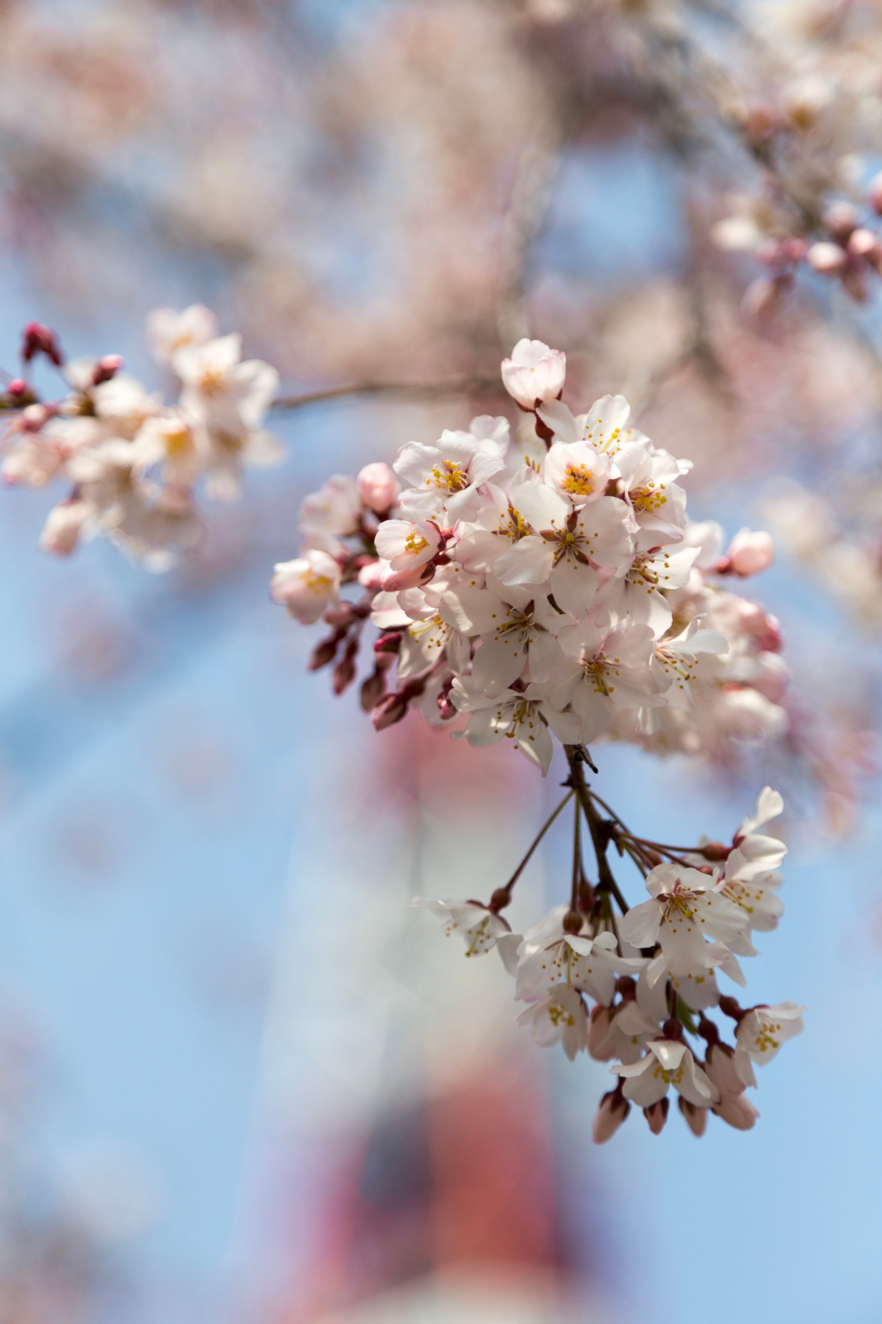 In the foreground a delicate cherry blossom branch hanges down, laden with sakura flowers. Blurred in the background is the Toyko Tower — Tokyo, Japan