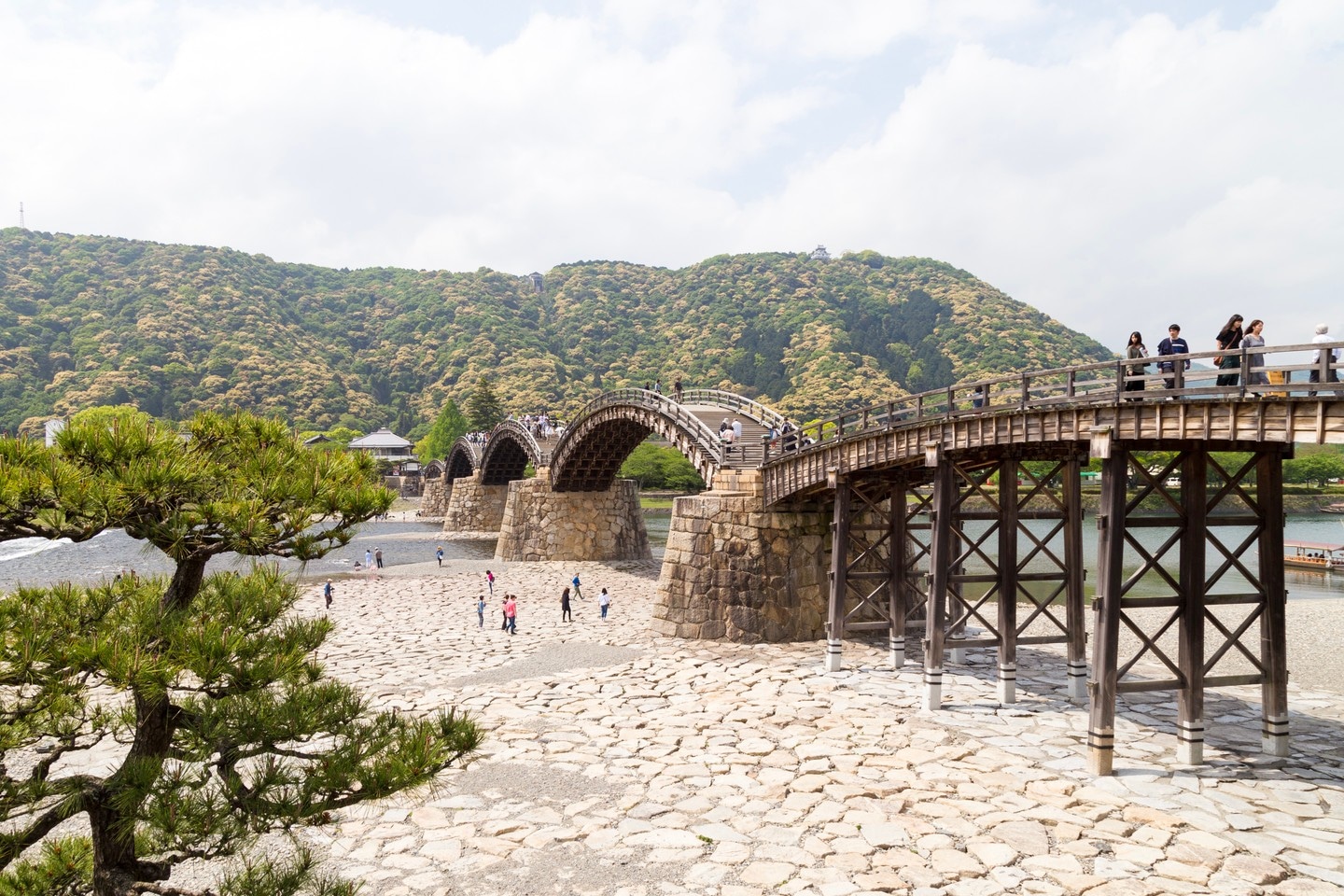 Japanese pine tree in the foreground with Kinyaikyo Bridge in the background. Iwakuni City, Yamaguchi Prefecture.
