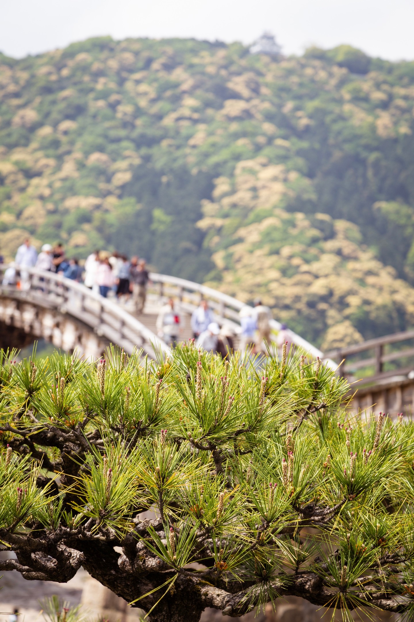 Japanese pine tree in the foreground with Kinyaikyo Bridge blurred in the background. Iwakuni City, Yamaguchi Prefecture.