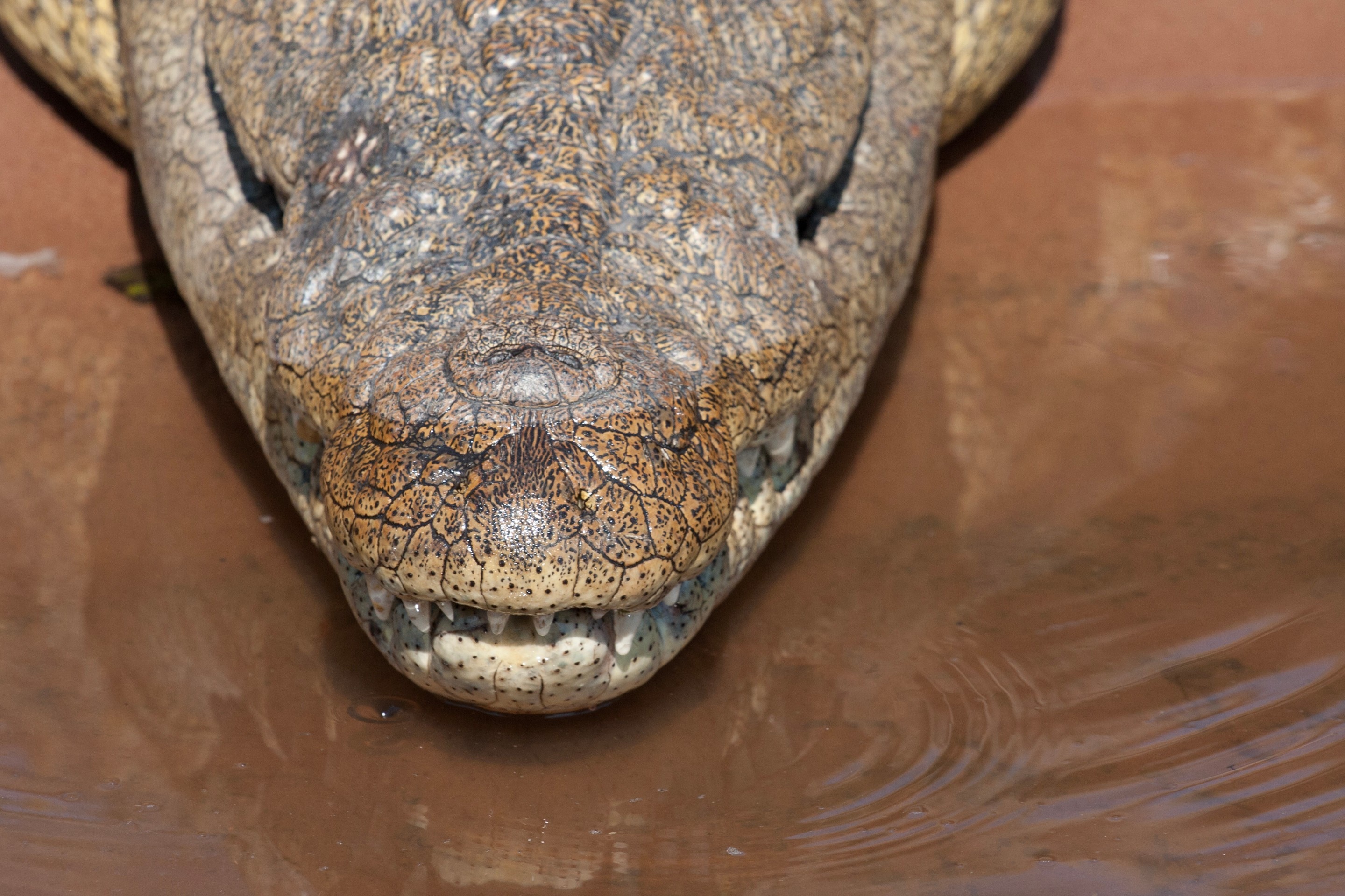 A close-up of a crocodile's snout and teeth, as he hovers his head above the water on the bank of a river — Chobe National Park, Botwsana