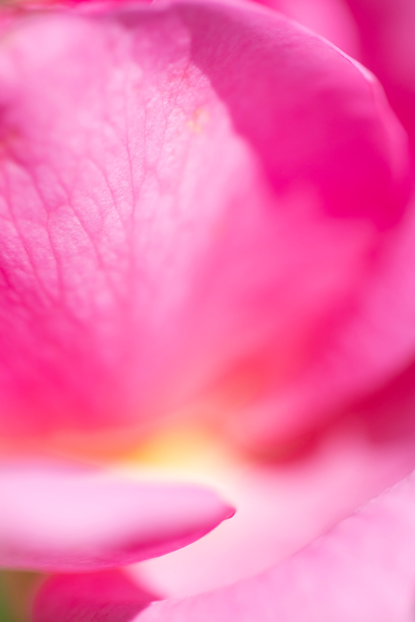 Macro photo with shallow depth of field showing the beautiful pastel pinks and golden yellow colours of a rose flower — Tunbridge Wells, Kent, United Kingdom