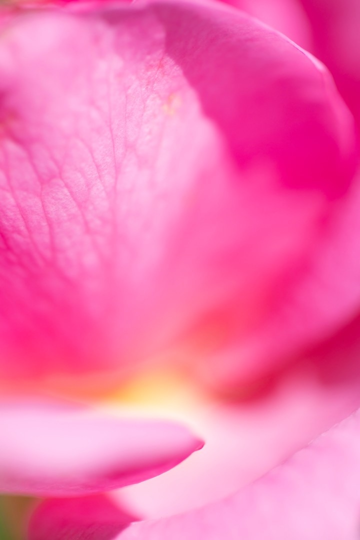 Macro photo with shallow depth of field showing the beautiful pastel pinks and golden yellow colours of a rose flower — Tunbridge Wells, Kent, United Kingdom