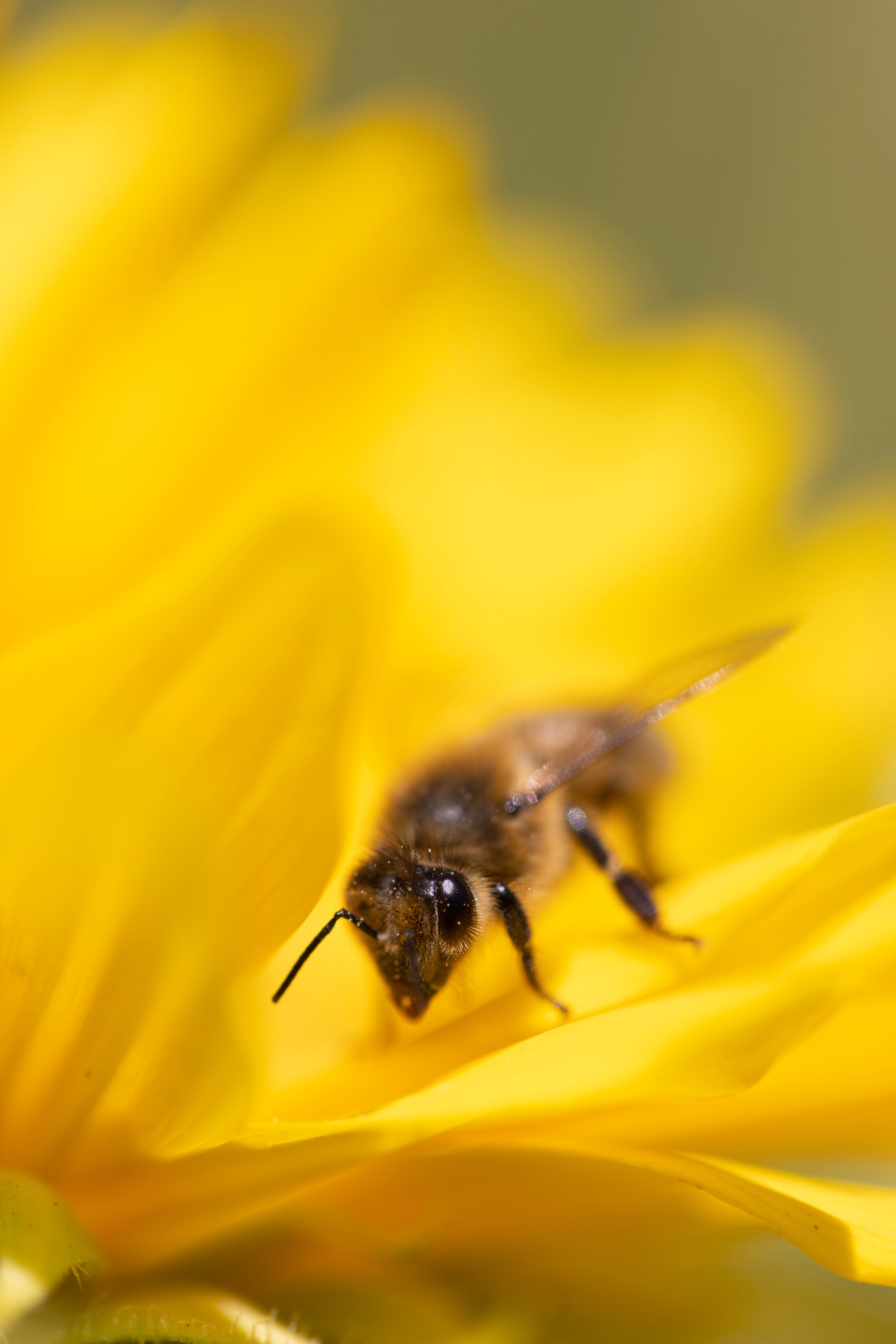 A macro photo of a honey bee on a bright yellow sunflower. The bee's antenna and honeycomb eye is in focus, with a creamy bokeh of yellow petals in be background — Tunbridge Wells, Kent, UK