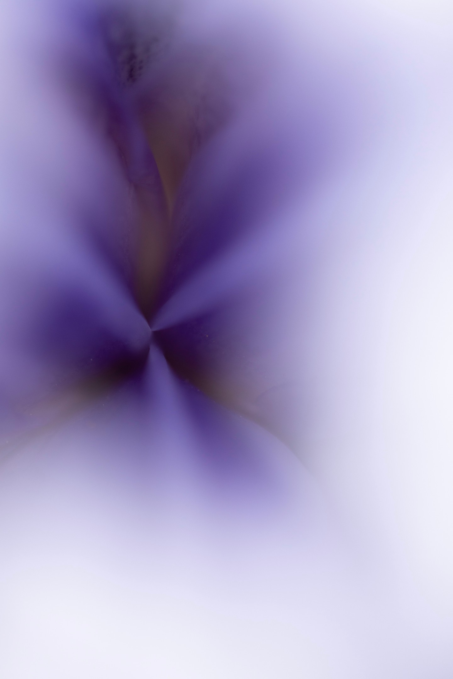 Macro photo with shallow depth of field showing the beautiful pastel purple and lilac colours of a Bearded Iris flower — Kent, United Kingdom
