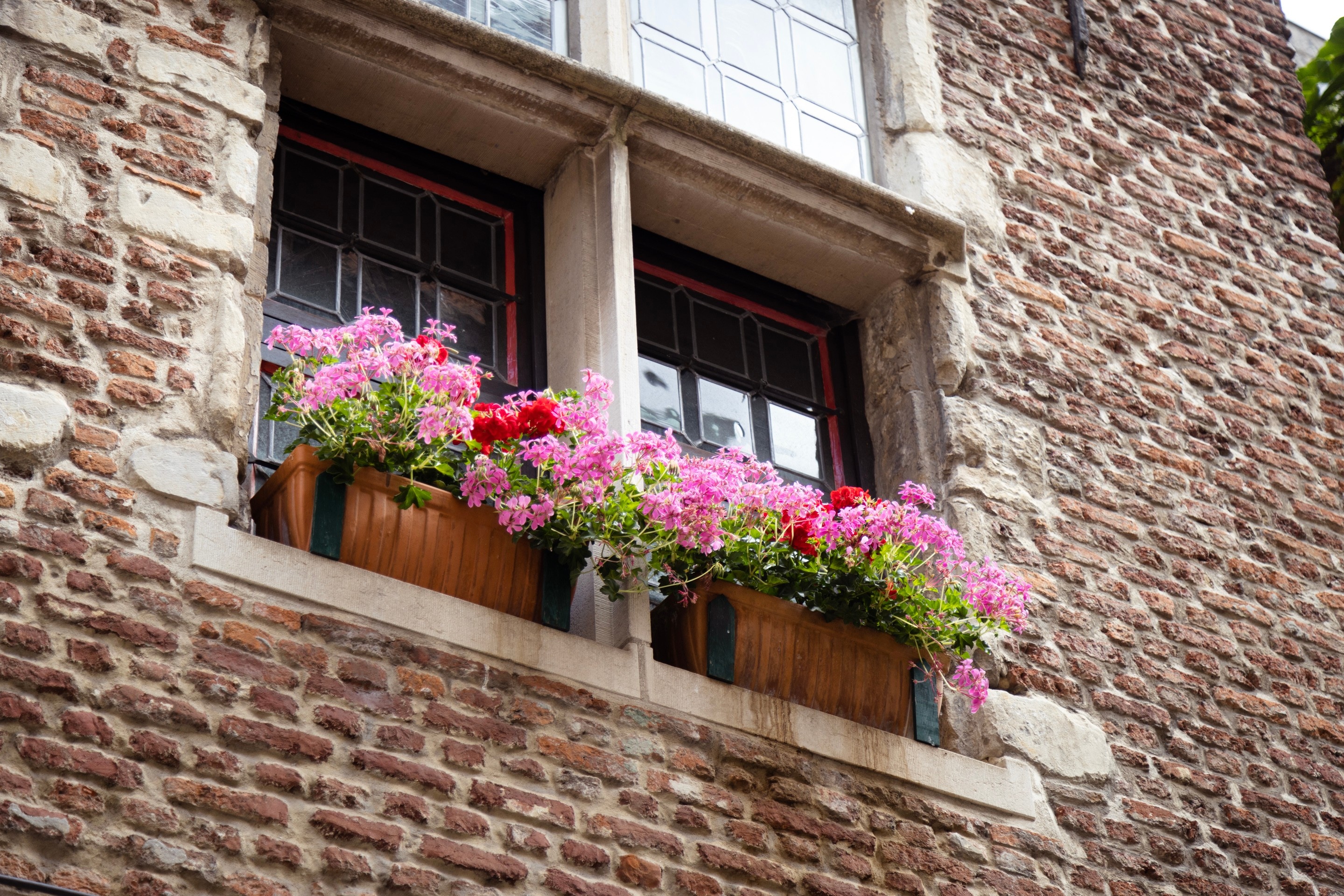 Brightly coloured pink and red flowers drape over the sides of a window box, which is placed on the window sill of an old stone and brick townhouse — Antwerp City, Belgium