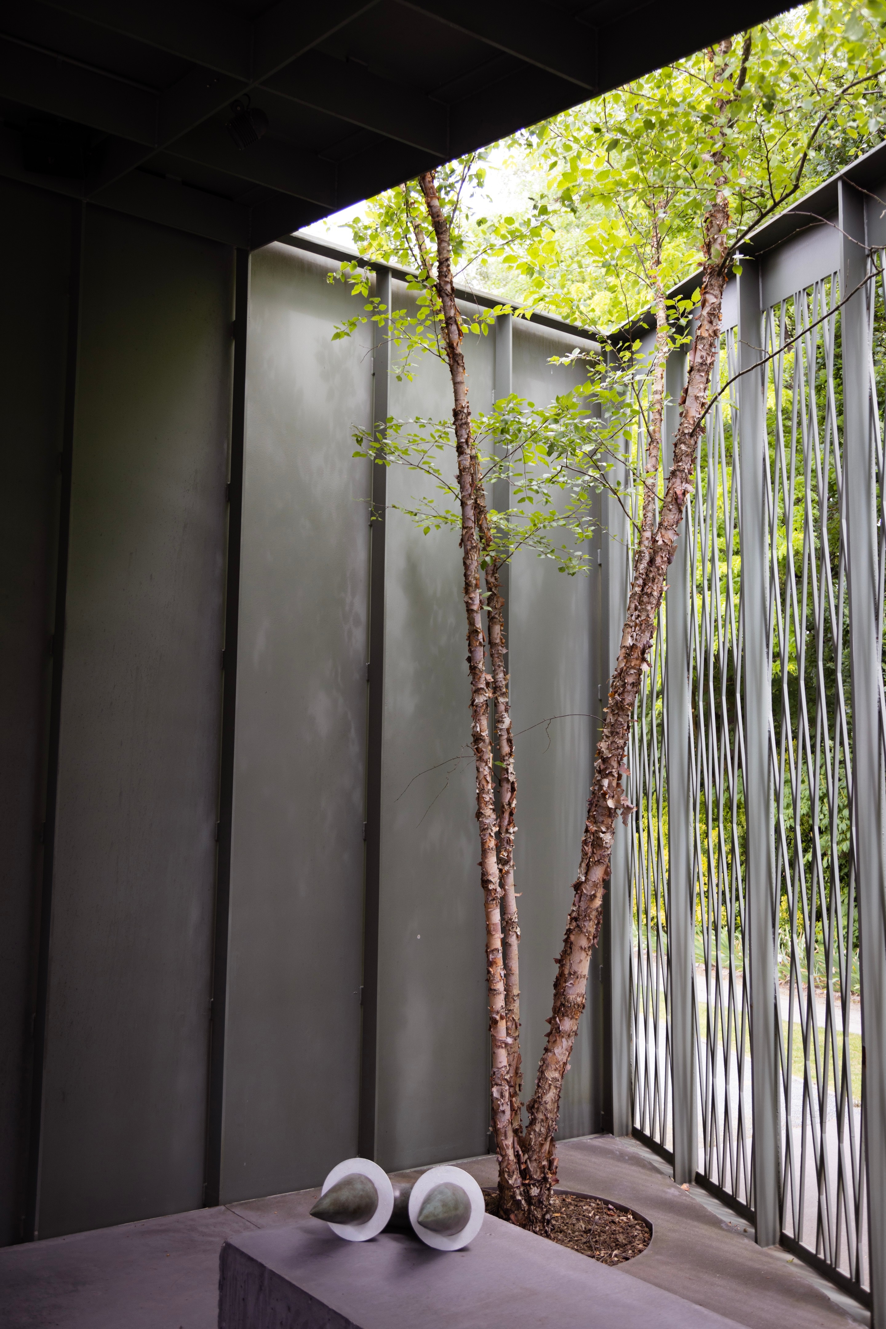 A silver birch tree grows up and out of an architectural open-air gallery building. In front is a sculture by Camille Henrot — Middelheim Museum, Antwerp, Belgium