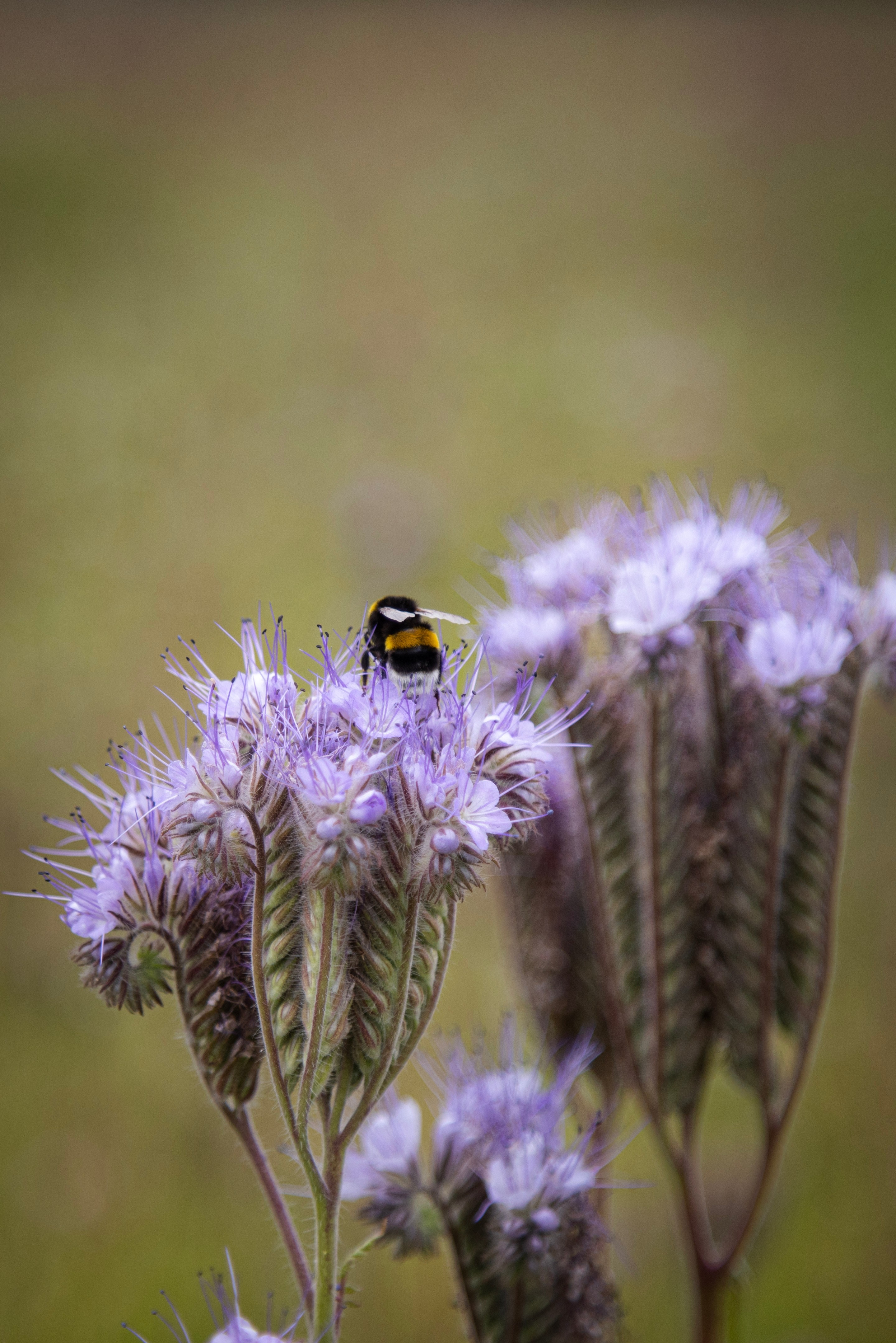 Close-up of purple tansy (Lacy phacelia) flowers with a bumblebee — Middelheim Museum, Antwerp, Belgium