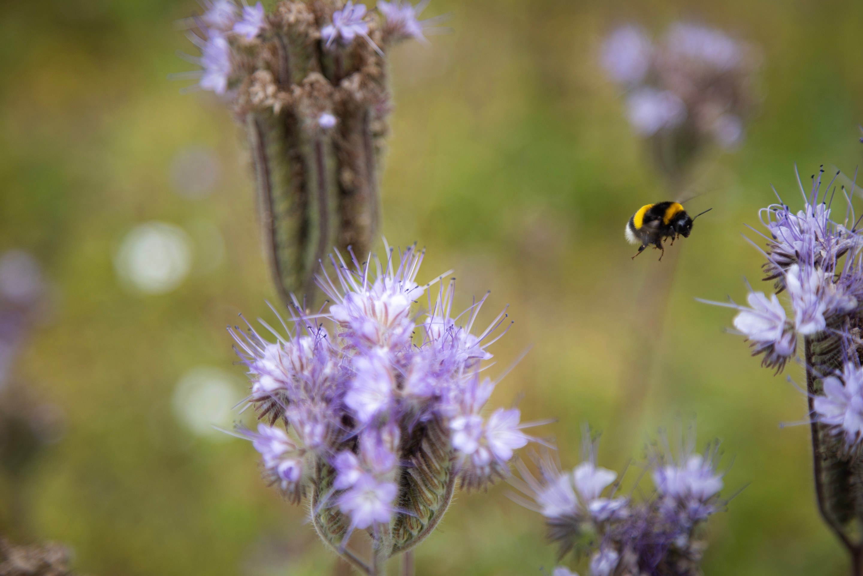 Close-up of a purple tansy (Lacy phacelia) flowesr with a bumblebee caught mid flight — Middelheim Museum, Antwerp, Belgium