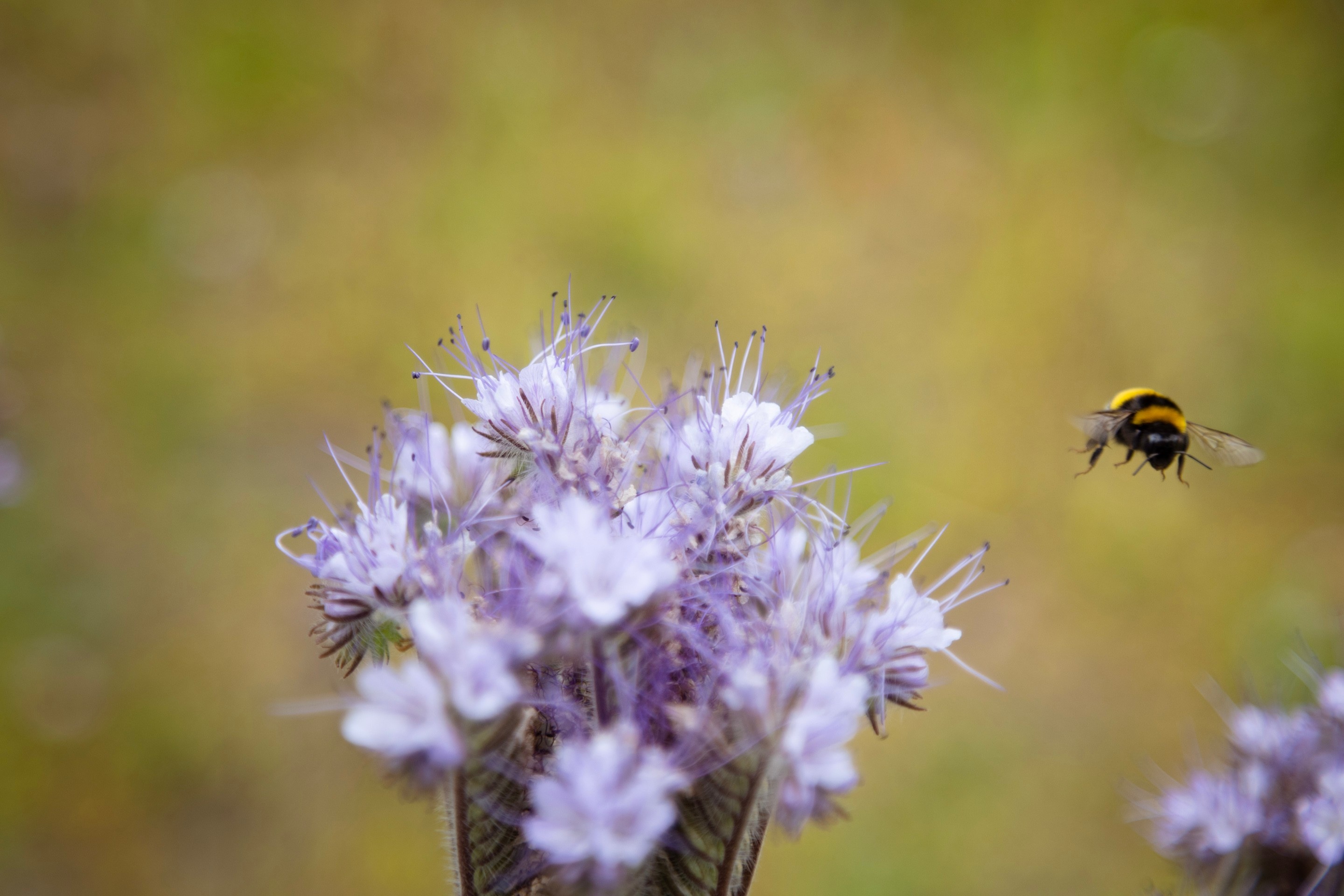 Close-up of a purple tansy (Lacy phacelia) witha bumblebee caught mid flight — Middelheim Museum, Antwerp, Belgium