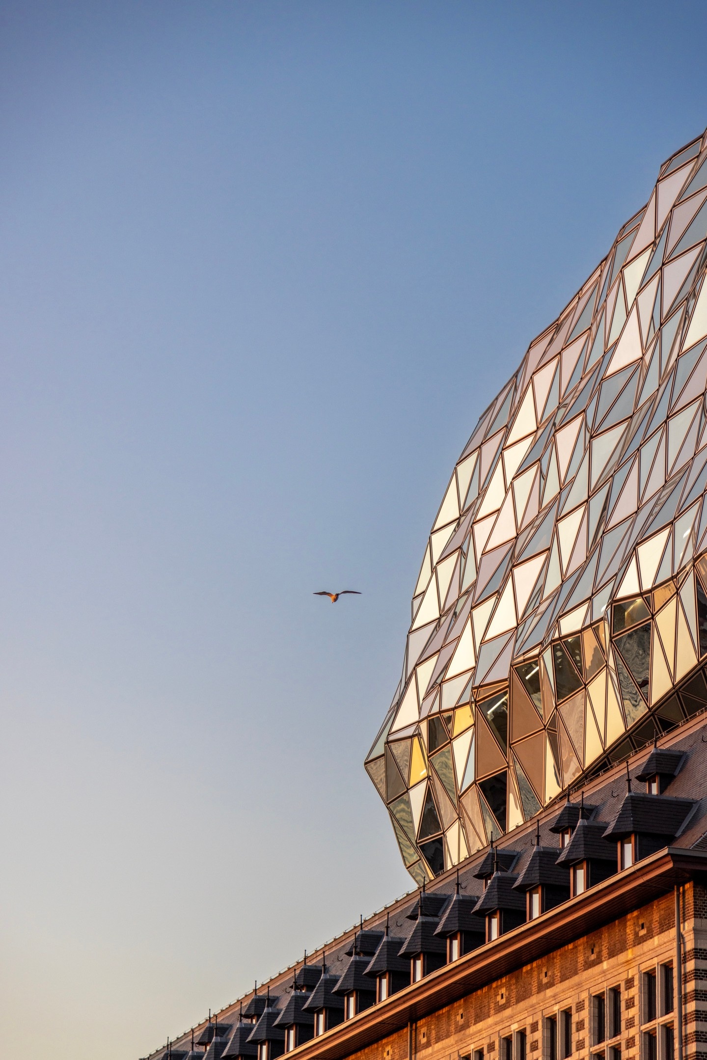 A close-up of the rear of the glass entension, showing the undulating triangular glass panels during golden hour. The modern glass is contrasted with the original brickwork and a neat array of dormer windwos on the tiled roof. A gull can be seen mid-flight in the sky — The Port House by Zaha Hadid, Antwerp, Belgium
