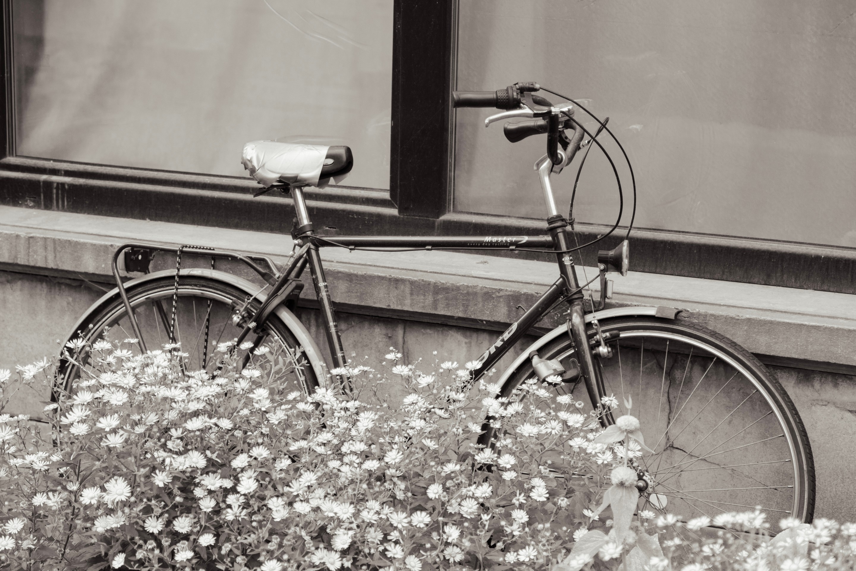 A black and white photo of an old bicycle leaning against a wall, with a bed of white flowers in the foreground — Antwerp City, Belgium