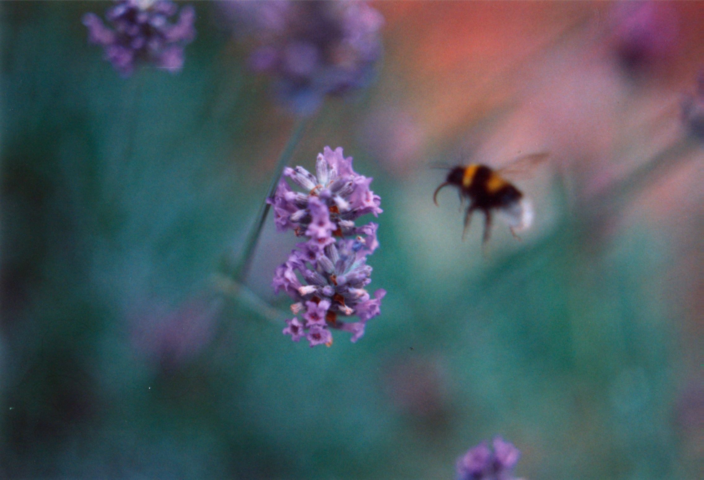 35mm film photograph of a bumblebee flying amonghts a bush of lavender by Jake Hopking at age 12 — Christchurch, Dorset, United Kingom