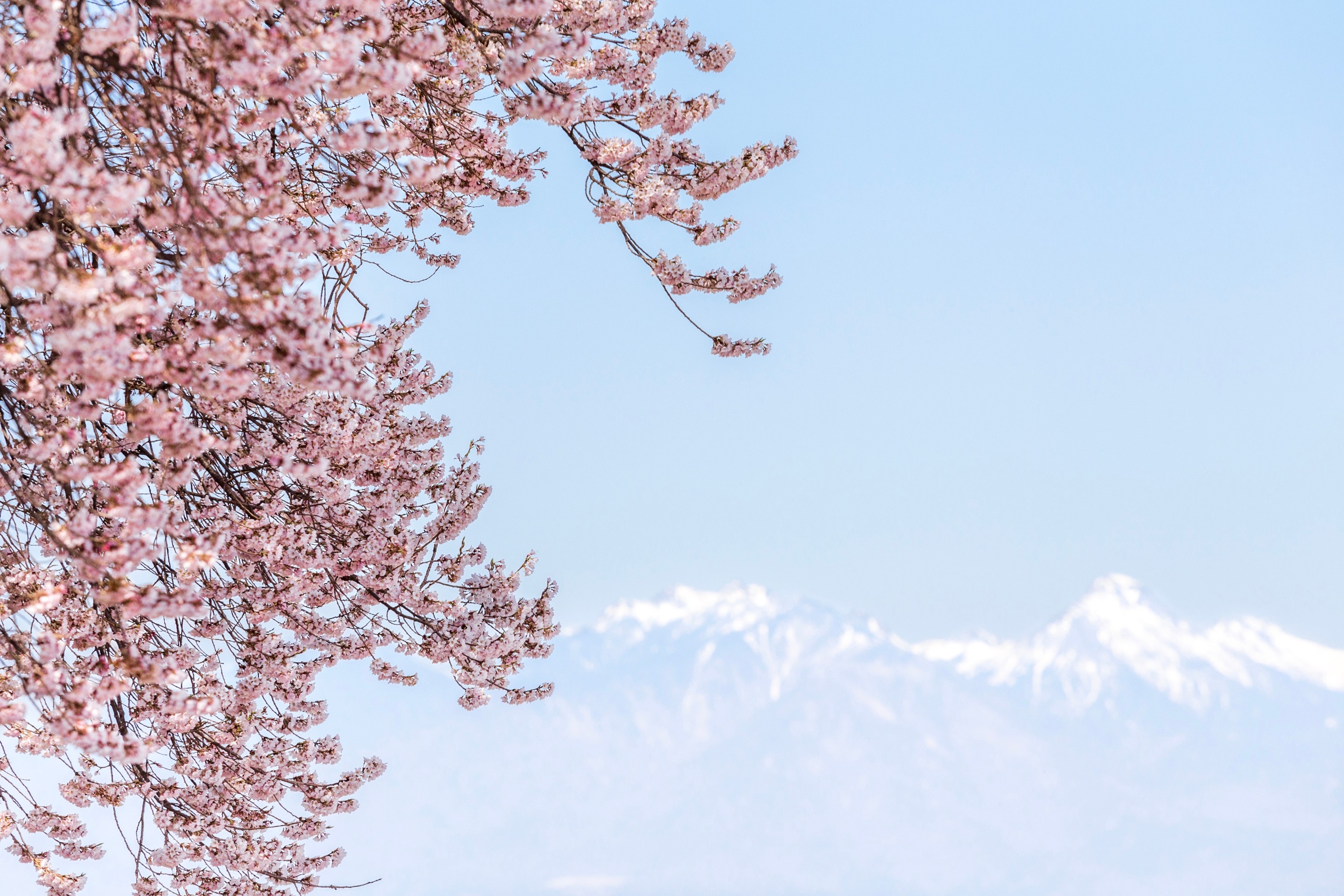 The famous Wanitsuka no Sakura (cherry) tree's blossoming branches hang in the foreground, with the snowcapped Yatsugatake mountains in the background — Yamanashi Prefecture, Japan