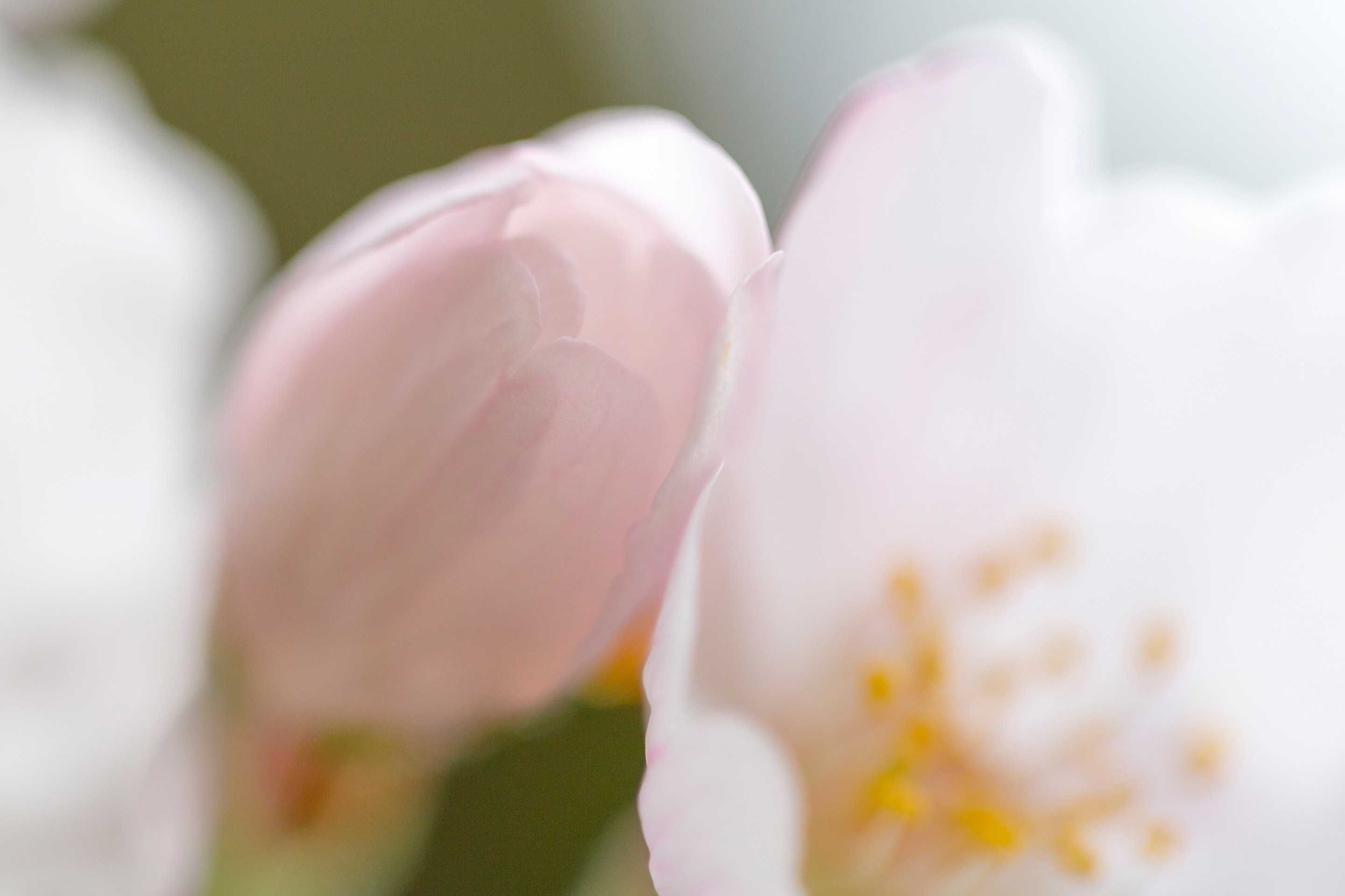 A macro of two sakura, cherry blossom flowers, with shallow depth-of-field and soft bokeh — Tokyo, Japan