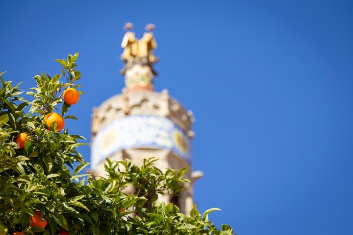An orange tree bearing fruit in the foreground, with of the towers of the The Hospital de la Santa Creu i Sant Pau, in the background.