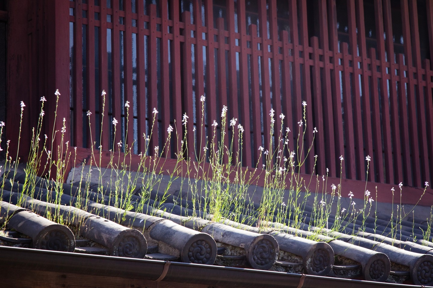 Flowers growing tall on a tiled shop roof in Tomonoura Village, Hiroshima Prefecture.