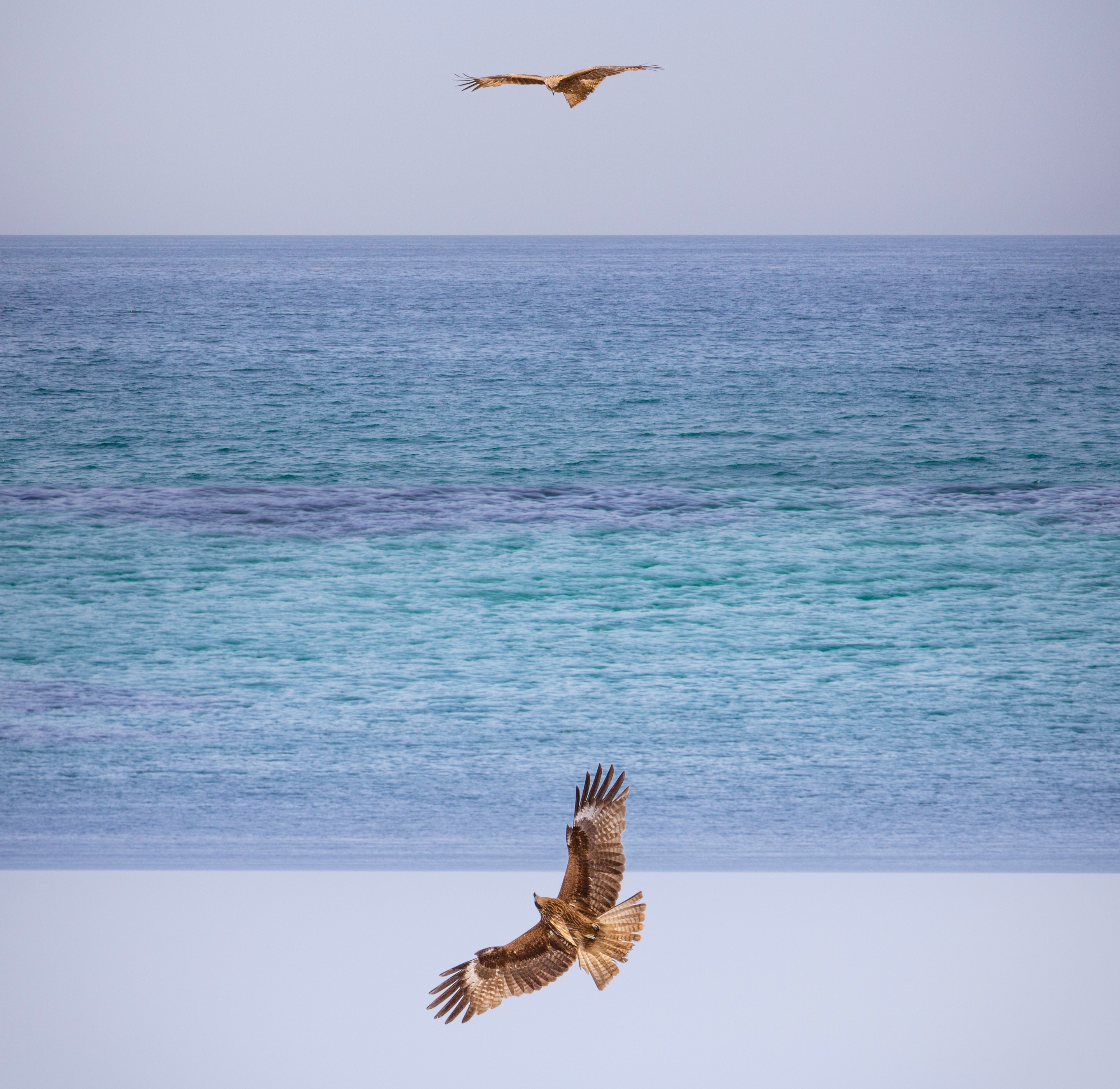 Two black-eared kites over a turquoise and aquamarine ocean — Shimane Prefecture, Japan