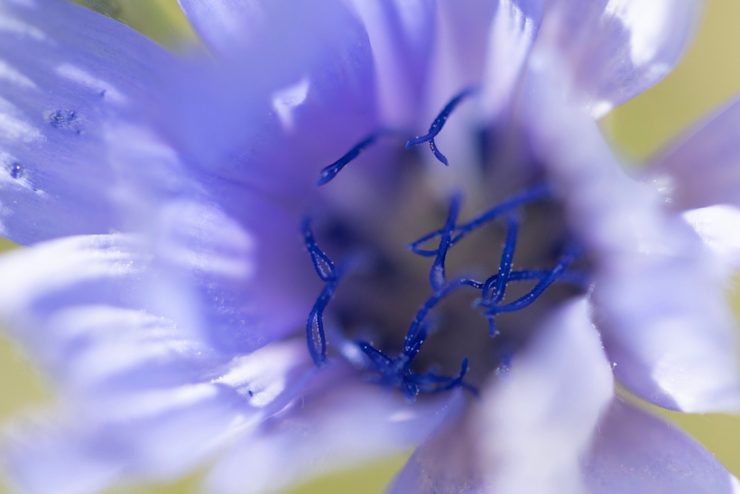 A macro photo of a purple cornflower.
