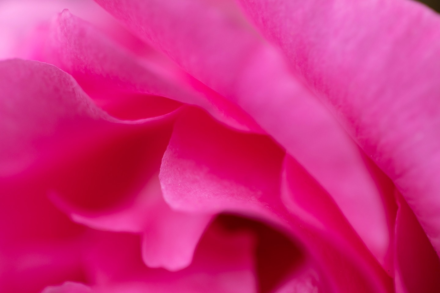A macro photo of a rose's magenta coloured petals.